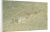 Longsnout Flathead Crocodilefish (Thysanophrys chiltonae) by Anonymous