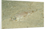 Longsnout Flathead Crocodilefish (Thysanophrys chiltonae) by Anonymous