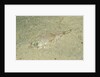 Longsnout Flathead Crocodilefish (Thysanophrys chiltonae) by Anonymous