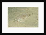 Longsnout Flathead Crocodilefish (Thysanophrys chiltonae) by Anonymous