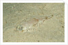 Longsnout Flathead Crocodilefish (Thysanophrys chiltonae) by Anonymous