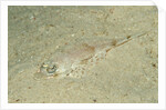 Longsnout Flathead Crocodilefish (Thysanophrys chiltonae) by Anonymous