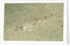 Longsnout Flathead Crocodilefish (Thysanophrys chiltonae) by Anonymous