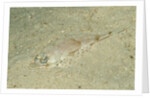 Longsnout Flathead Crocodilefish (Thysanophrys chiltonae) by Anonymous