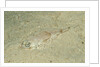 Longsnout Flathead Crocodilefish (Thysanophrys chiltonae) by Anonymous