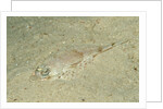 Longsnout Flathead Crocodilefish (Thysanophrys chiltonae) by Anonymous