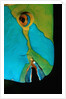 Close-up of a Greentroat Parrotfish head by Anonymous