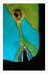 Close-up of a Greentroat Parrotfish head by Anonymous