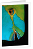 Close-up of a Greentroat Parrotfish head by Anonymous