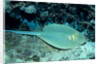 Blue-spotted Ribbontail Ray (Taeniura lymma), Red Sea. by Anonymous