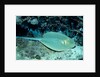 Blue-spotted Ribbontail Ray (Taeniura lymma), Red Sea. by Anonymous