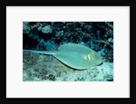 Blue-spotted Ribbontail Ray (Taeniura lymma), Red Sea. by Anonymous