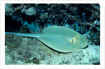 Blue-spotted Ribbontail Ray (Taeniura lymma), Red Sea. by Anonymous
