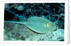 Blue-spotted Ribbontail Ray (Taeniura lymma), Red Sea. by Anonymous