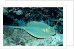Blue-spotted Ribbontail Ray (Taeniura lymma), Red Sea. by Anonymous