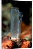 Sea Squirt Tunicate (Ascidia), Komodo National Park, Indian Ocean. by Anonymous