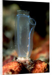 Sea Squirt Tunicate (Ascidia), Komodo National Park, Indian Ocean. by Anonymous