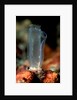 Sea Squirt Tunicate (Ascidia), Komodo National Park, Indian Ocean. by Anonymous