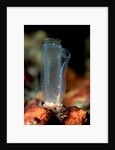 Sea Squirt Tunicate (Ascidia), Komodo National Park, Indian Ocean. by Anonymous