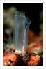 Sea Squirt Tunicate (Ascidia), Komodo National Park, Indian Ocean. by Anonymous