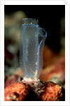 Sea Squirt Tunicate (Ascidia), Komodo National Park, Indian Ocean. by Anonymous