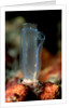 Sea Squirt Tunicate (Ascidia), Komodo National Park, Indian Ocean. by Anonymous