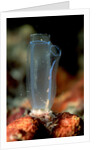 Sea Squirt Tunicate (Ascidia), Komodo National Park, Indian Ocean. by Anonymous