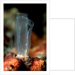 Sea Squirt Tunicate (Ascidia), Komodo National Park, Indian Ocean. by Anonymous