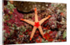 Red-mesh Starfish (Fromia monilis), Indian Ocean. by Anonymous