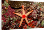 Red-mesh Starfish (Fromia monilis), Indian Ocean. by Anonymous