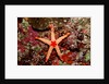 Red-mesh Starfish (Fromia monilis), Indian Ocean. by Anonymous