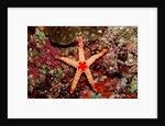 Red-mesh Starfish (Fromia monilis), Indian Ocean. by Anonymous