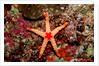 Red-mesh Starfish (Fromia monilis), Indian Ocean. by Anonymous