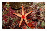 Red-mesh Starfish (Fromia monilis), Indian Ocean. by Anonymous