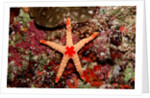 Red-mesh Starfish (Fromia monilis), Indian Ocean. by Anonymous