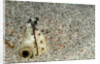 Dark-shouldered Snake Eel head in the sandy ocean floor by Anonymous