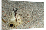Dark-shouldered Snake Eel head in the sandy ocean floor by Anonymous