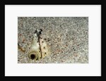 Dark-shouldered Snake Eel head in the sandy ocean floor by Anonymous