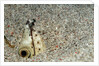 Dark-shouldered Snake Eel head in the sandy ocean floor by Anonymous