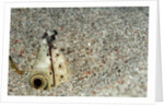 Dark-shouldered Snake Eel head in the sandy ocean floor by Anonymous