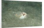 Marbled Stargazer (Uranoscopus bicinctus), Komodo National Park, Indian Ocean. by Anonymous