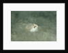 Marbled Stargazer (Uranoscopus bicinctus), Komodo National Park, Indian Ocean. by Anonymous