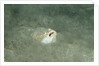 Marbled Stargazer (Uranoscopus bicinctus), Komodo National Park, Indian Ocean. by Anonymous