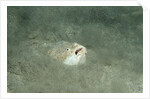 Marbled Stargazer (Uranoscopus bicinctus), Komodo National Park, Indian Ocean. by Anonymous
