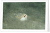 Marbled Stargazer (Uranoscopus bicinctus), Komodo National Park, Indian Ocean. by Anonymous