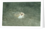 Marbled Stargazer (Uranoscopus bicinctus), Komodo National Park, Indian Ocean. by Anonymous