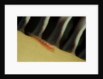 Common Ghost Goby on a Sea Pen. (Pleurosicya mossambica) Komodo National Park, Indian Ocean by Anonymous