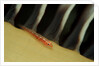 Common Ghost Goby on a Sea Pen. (Pleurosicya mossambica) Komodo National Park, Indian Ocean by Anonymous