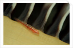 Common Ghost Goby on a Sea Pen. (Pleurosicya mossambica) Komodo National Park, Indian Ocean by Anonymous