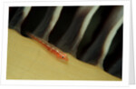 Common Ghost Goby on a Sea Pen. (Pleurosicya mossambica) Komodo National Park, Indian Ocean by Anonymous